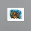 Porcupine