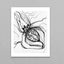 Orb Weaver